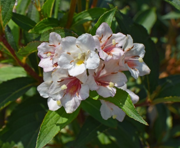 abelia-2596478_1280