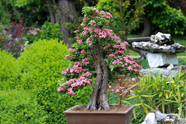 bonsai-3125717_1280