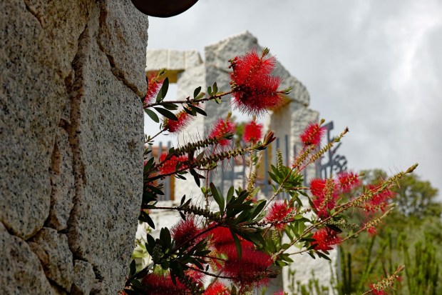 bottlebrush-3382749_1280