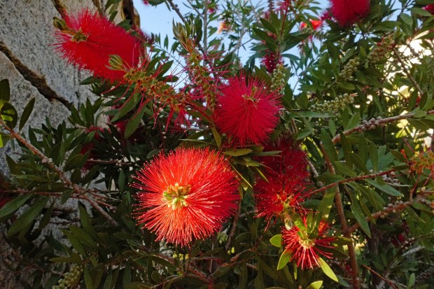 bottlebrush-3392936_1280