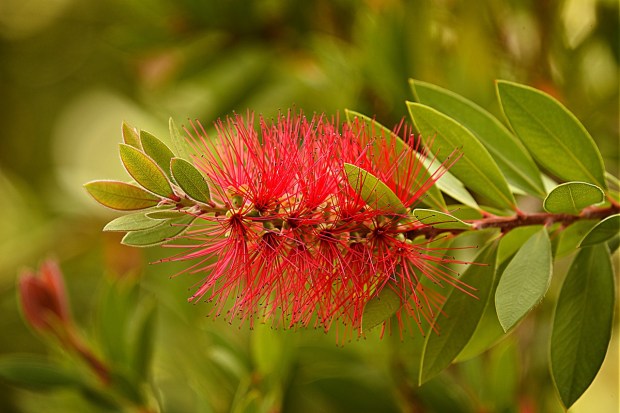 bottlebrush-flower-3682964_1280