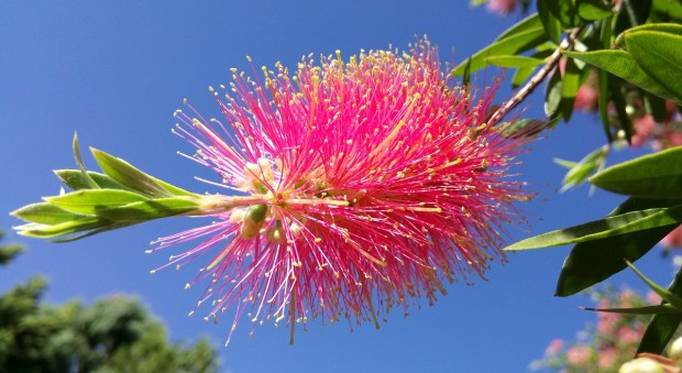 callistemon-2832306_1280