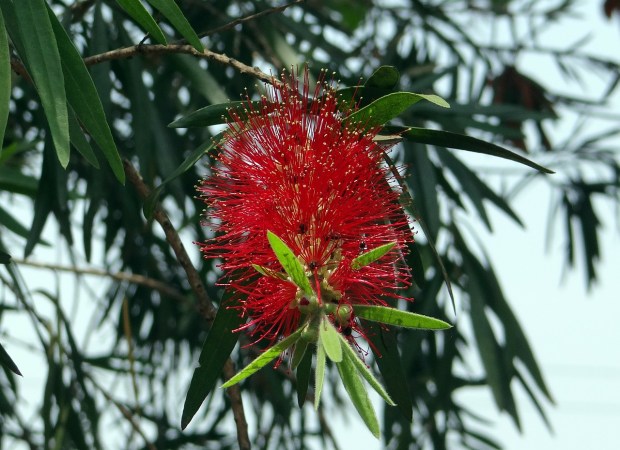 callistemon-320302_1280