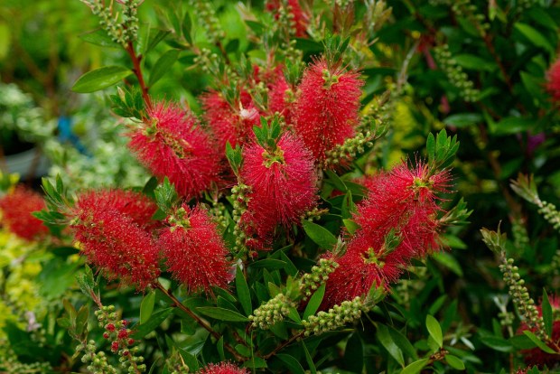 callistemon-laevis-740466_1280