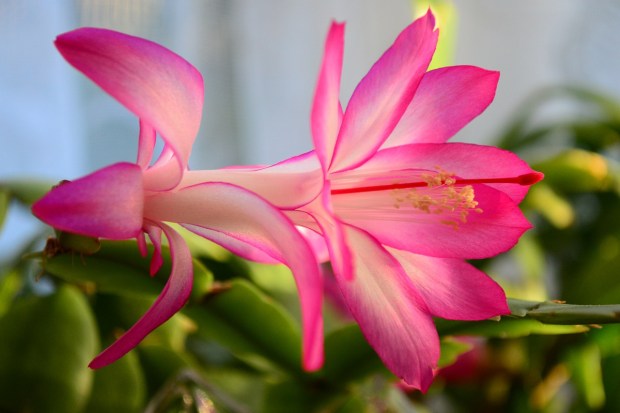 christmas-cactus-277690_1280
