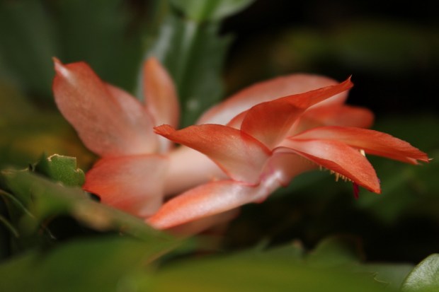 christmas-cactus-904483_1280