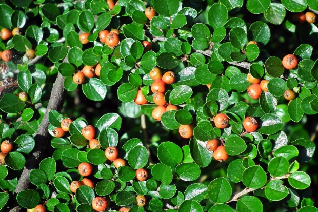 cotoneaster-3575257_1280