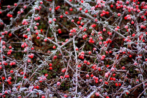 cotoneaster-3949160_1280