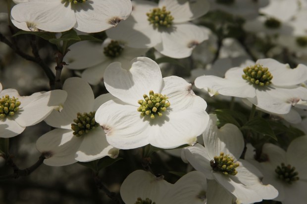 dogwood-3348107_1280