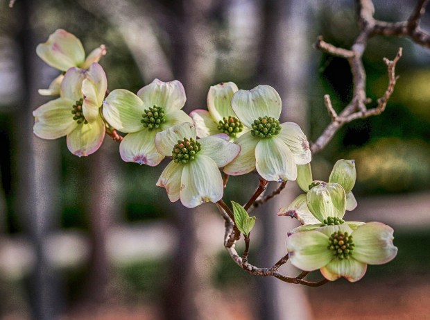 dogwood-423657_1280