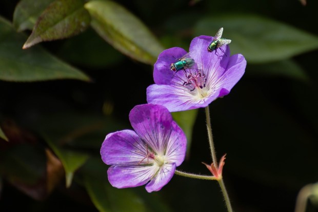 geranium-rozanne-3562508_1280