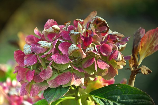 hydrangea-3923019_1280
