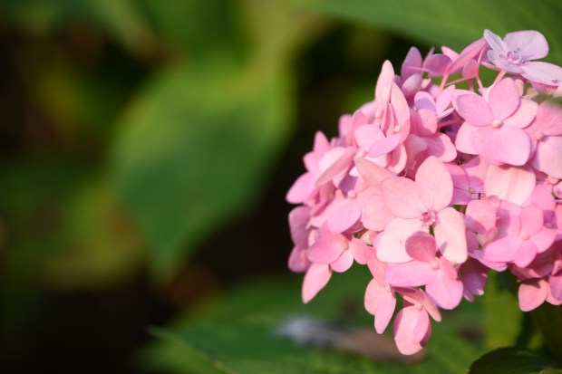 hydrangea-viburnum-2755774_1280