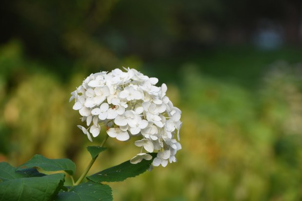 hydrangea-viburnum-2755821_1280