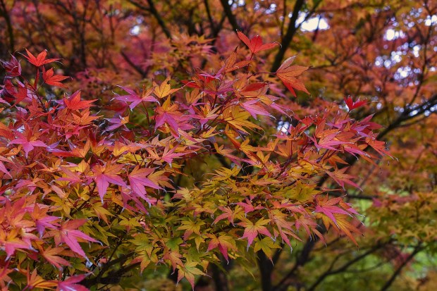 japanese-maple-1892821_1280