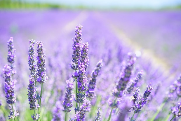 lavender-blossom-1595581_1280
