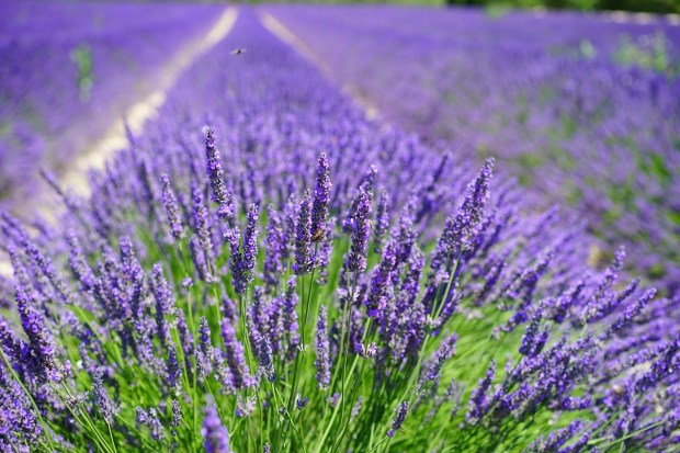 lavender-cultivation-2138398_1280
