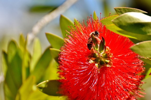 lemon-bottlebrush-2464387_1280