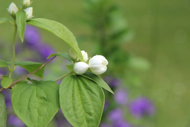 mock-orange-3440995_1280