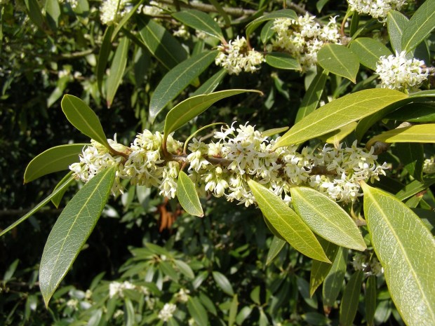 osmanthus-2802661_1280