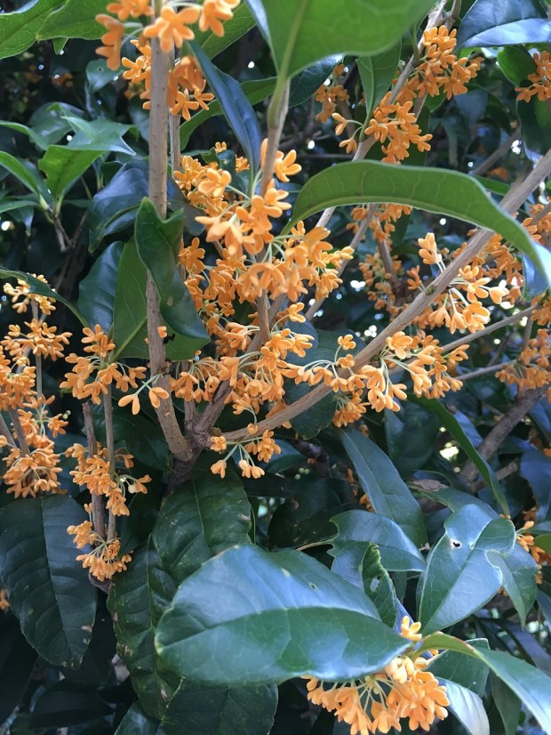 osmanthus-2850813_1280