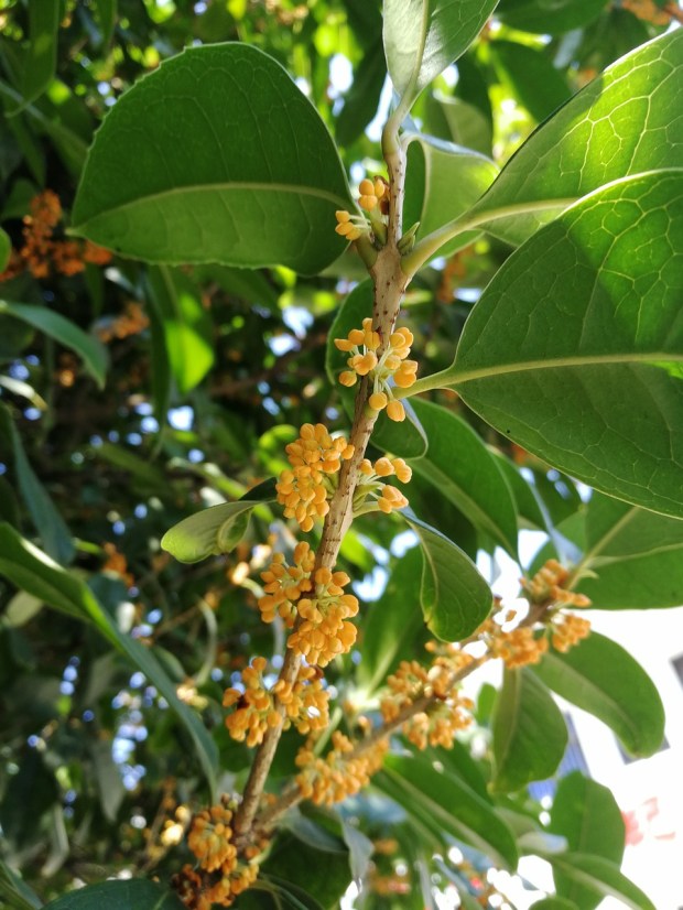 osmanthus-3785041_1280