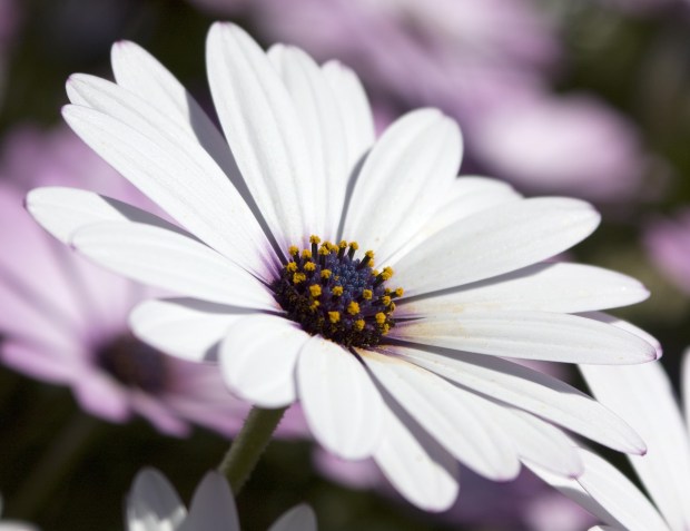 osteospermum-3246534_1280