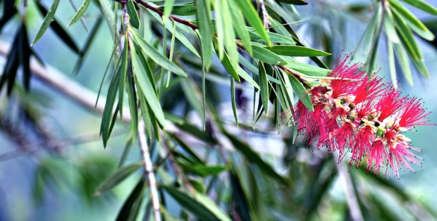 red-bottlebrush-2848294_1280