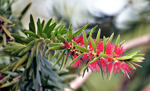 red-bottlebrush-2848340_1280