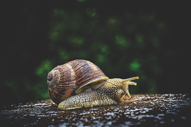 snail-3705324_1280