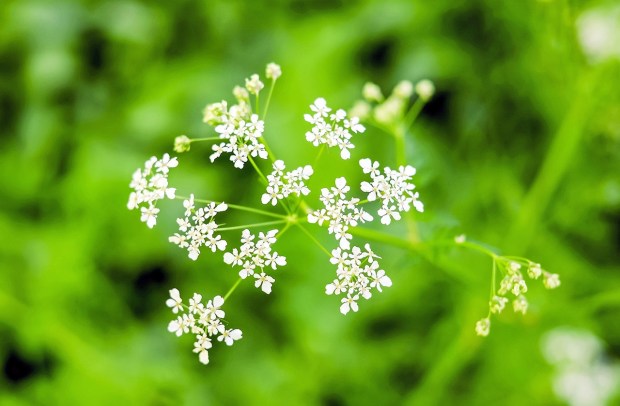 umbelliferae-1341786_1280