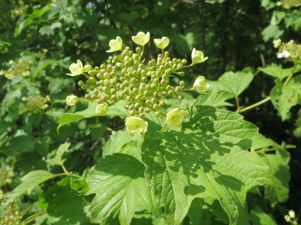 viburnum-opulus-855403_1280