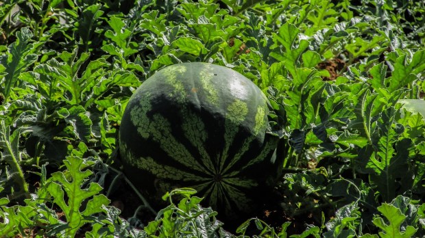 watermelon-1346851_1280