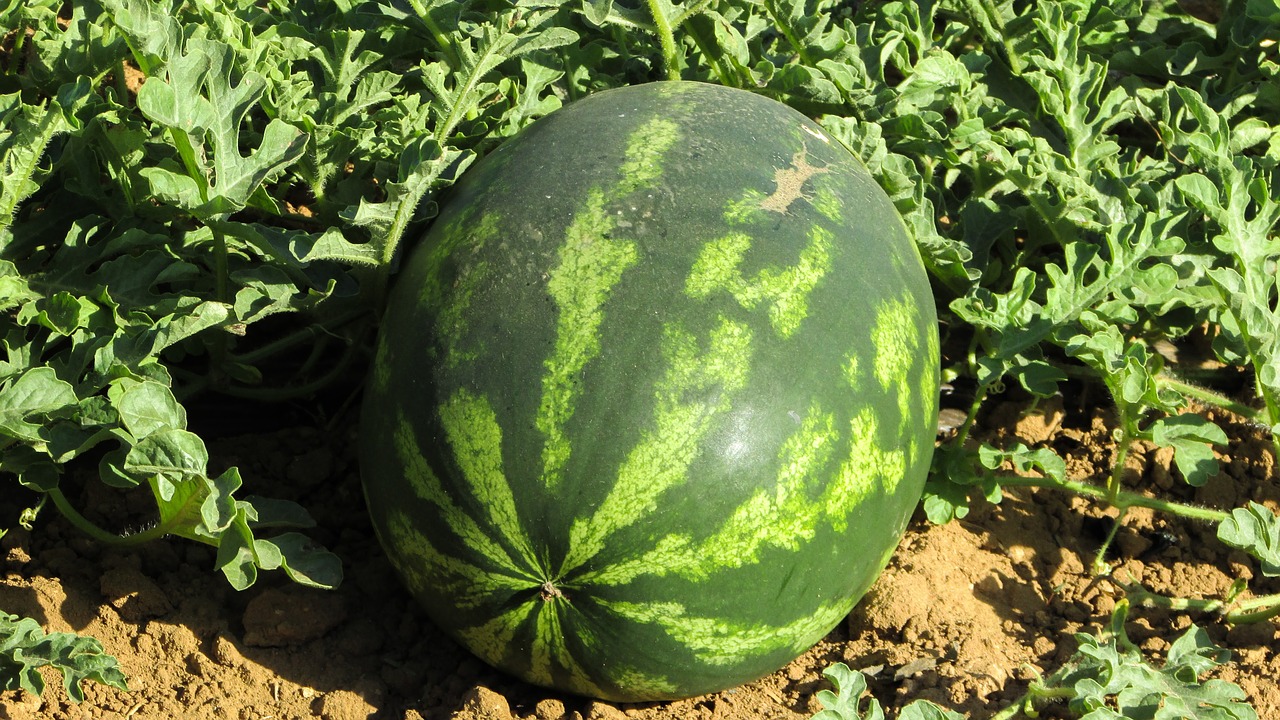 watermelon-1379990_1280
