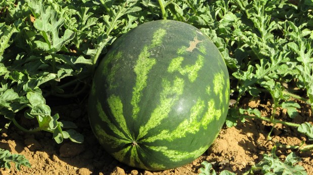 watermelon-1379990_1280