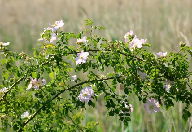 wild-rose-3454905_1280
