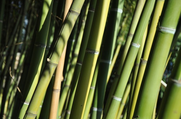 bamboo-49546_1280