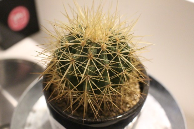 cactus-3315104_1280