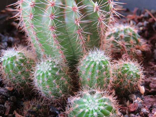 caquito-3904171_1280