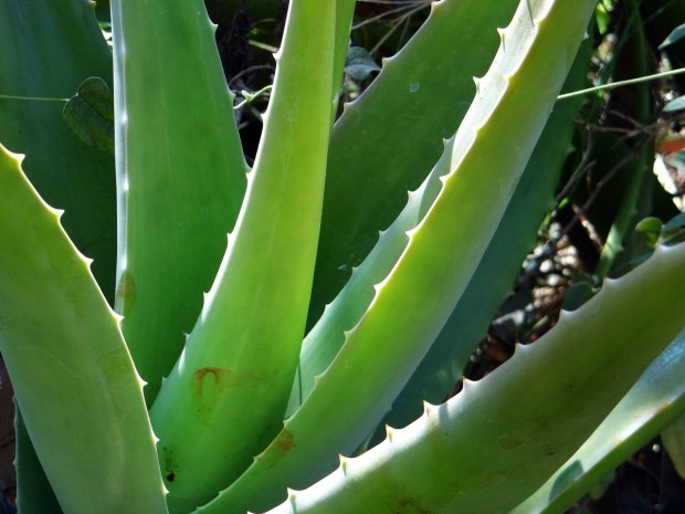 aloe-vera-262718_1280