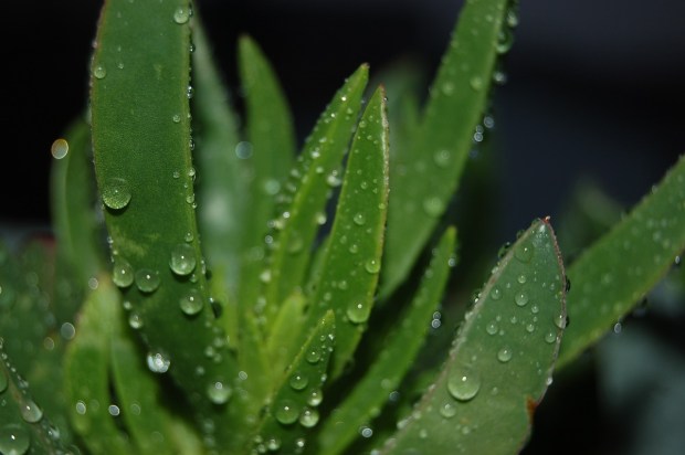 carpobrotus-3290842_1280