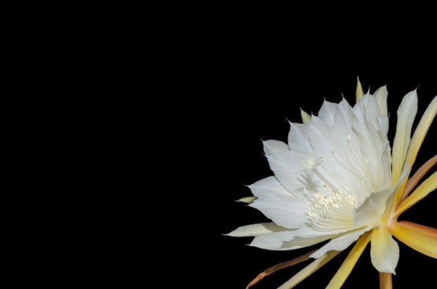 epiphyllum-2442129_1280