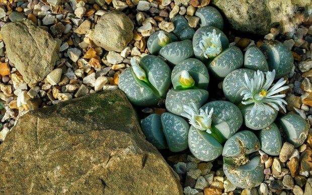 lithops-2818654_1280
