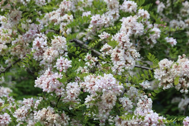 araliya-3665978_1280