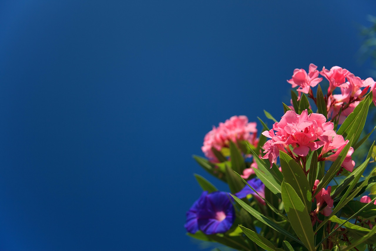 bloom-21865_1280