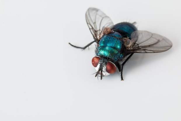 blowfly-2151453_1280