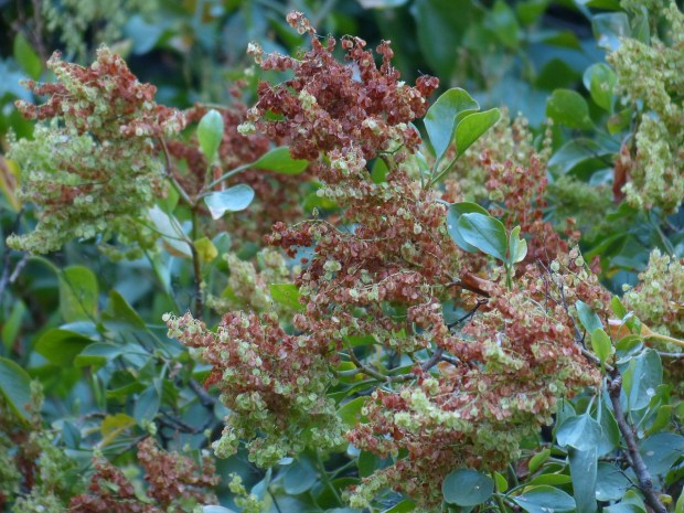 canary-damper-406316_1280