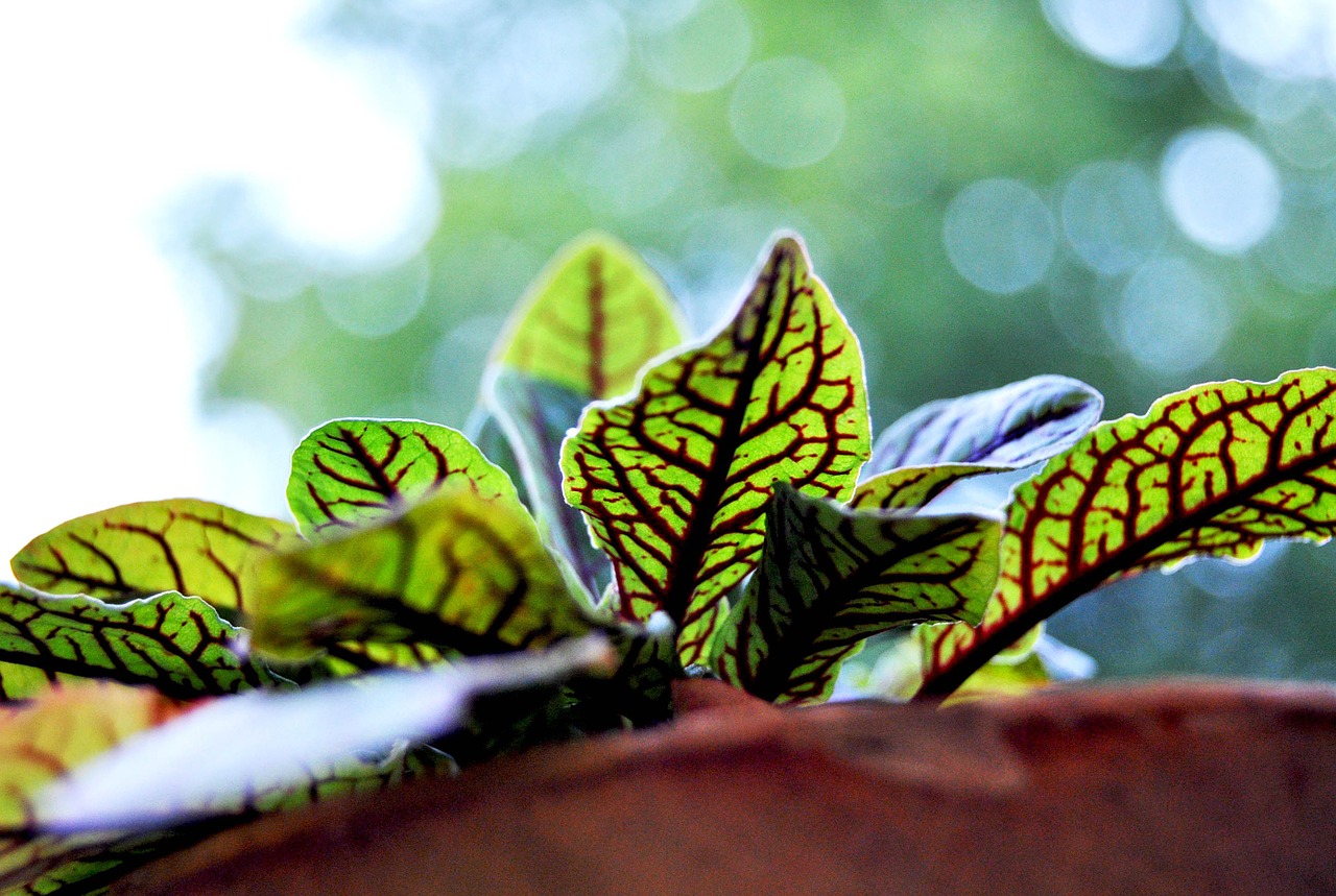 flower-927780_1280