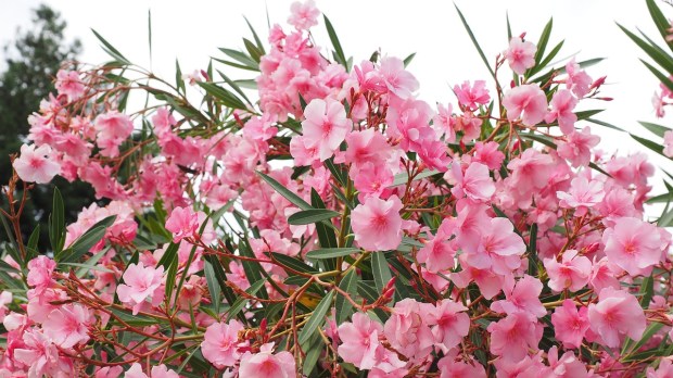 oleander-1521526_1280