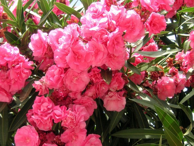 oleanders-262986_1280